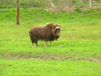 Muskox